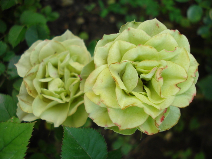 Green Miniature Rose (2010, Jul.02) - Miniature Rose Yellow