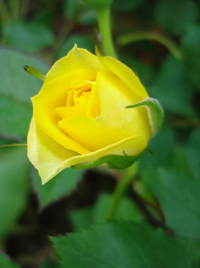 Yellow Miniature Rose (2011, May 28) - Miniature Rose Yellow