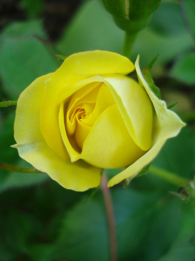 Yellow Miniature Rose (2011, May 28)