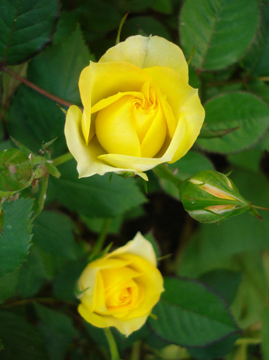 Yellow Miniature Rose (2011, May 29) - Miniature Rose Yellow