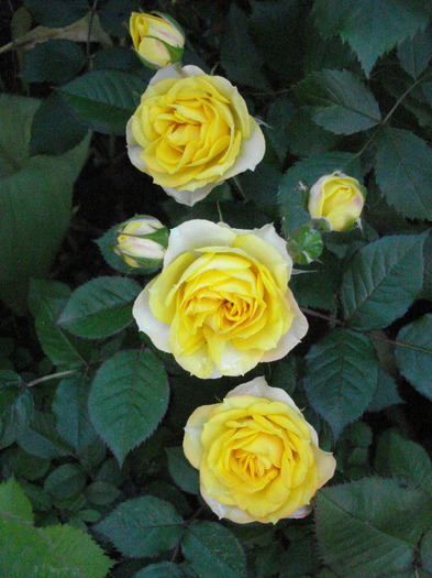 Yellow Miniature Rose (2011, Jun.01) - Miniature Rose Yellow