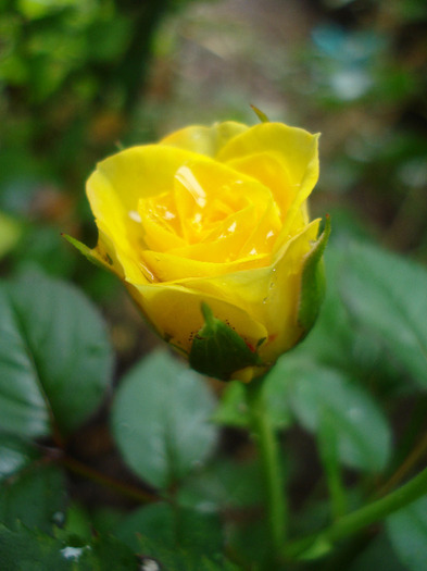 Yellow Miniature Rose (2011, Aug.11) - Miniature Rose Yellow