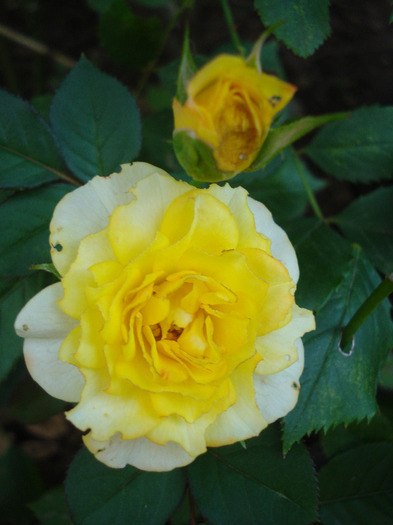 Yellow Miniature Rose (2011, Aug.14)
