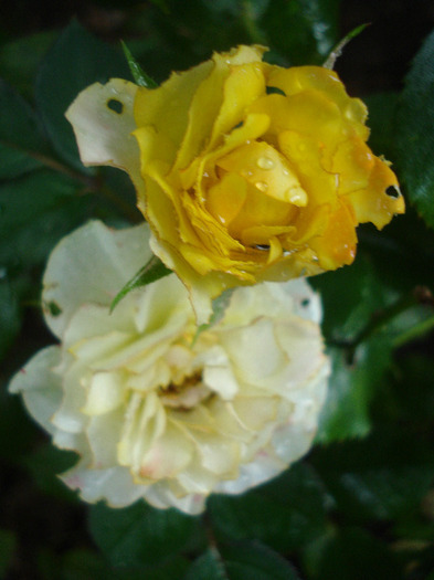 Yellow Miniature Rose (2011, Aug.18) - Miniature Rose Yellow