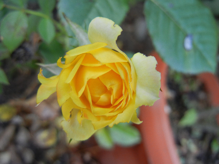 Yellow Miniature Rose (2011, Aug.24) - Miniature Rose Yellow