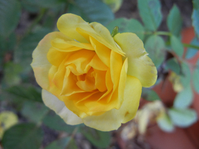 Yellow Miniature Rose (2011, Aug.24) - Miniature Rose Yellow