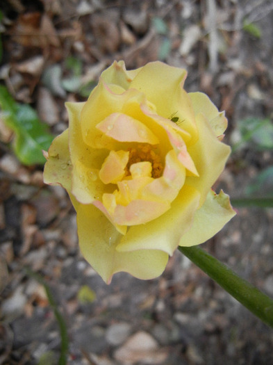 Yellow Miniature Rose (2011, Nov.10)