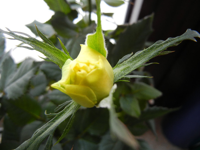 Yellow Miniature Rose (2012, Feb.22) - Miniature Rose Yellow