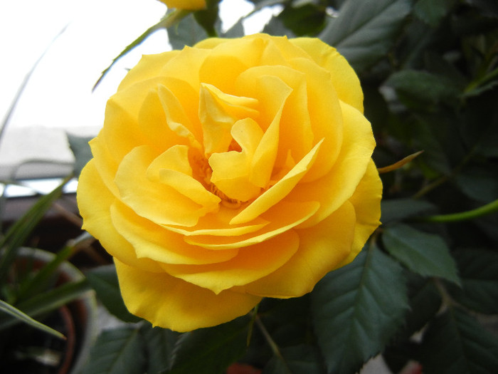 Yellow Miniature Rose (2012, Feb.22) - Miniature Rose Yellow
