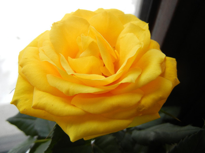 Yellow Miniature Rose (2012, Feb.22) - Miniature Rose Yellow