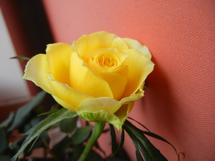 Yellow Miniature Rose (2012, Feb.26)