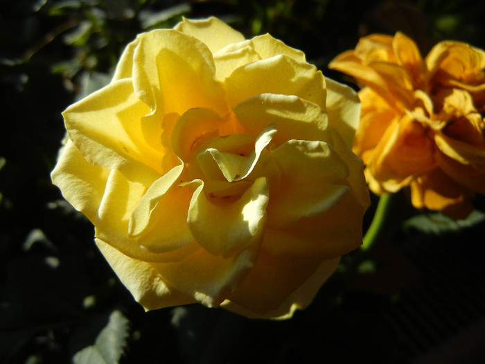 Yellow Miniature Rose (2012, Mar.04) - Miniature Rose Yellow