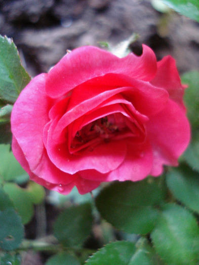 Pink Miniature Rose (2011, June 12) - Miniature Rose Pink