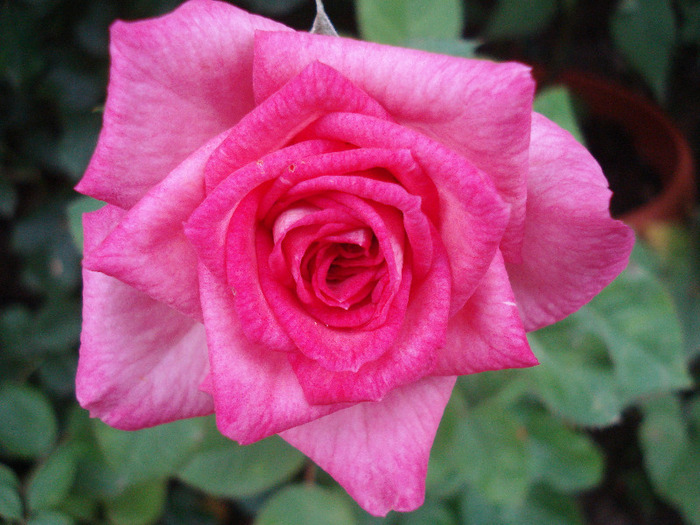 Pink Miniature Rose (2011, July 01) - Miniature Rose Pink