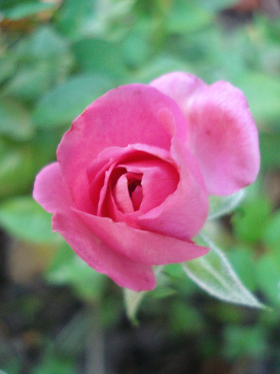 Pink Miniature Rose (2011, July 19) - Miniature Rose Pink