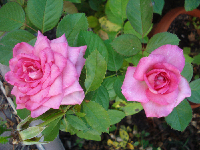 Pink Miniature Rose (2011, Aug.07) - Miniature Rose Pink