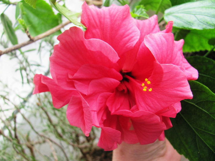 11-02-2012hibi roz-siclam1 - hibiscus