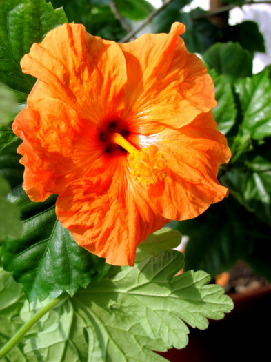 20-02-2012 002 - hibiscus