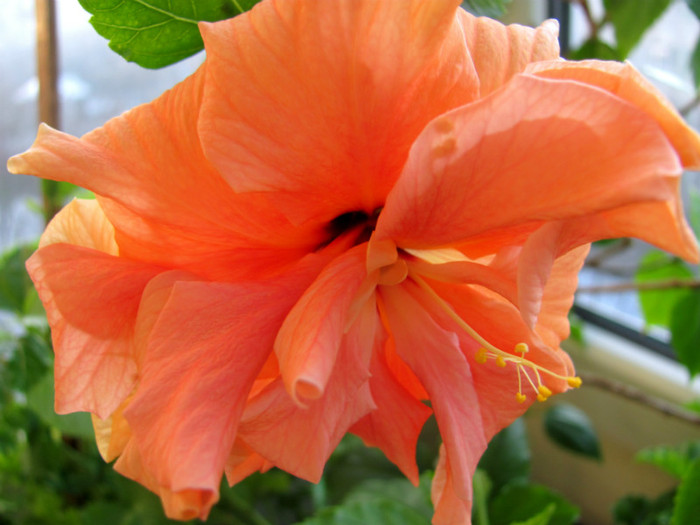 24-02-2012 004 - hibiscus