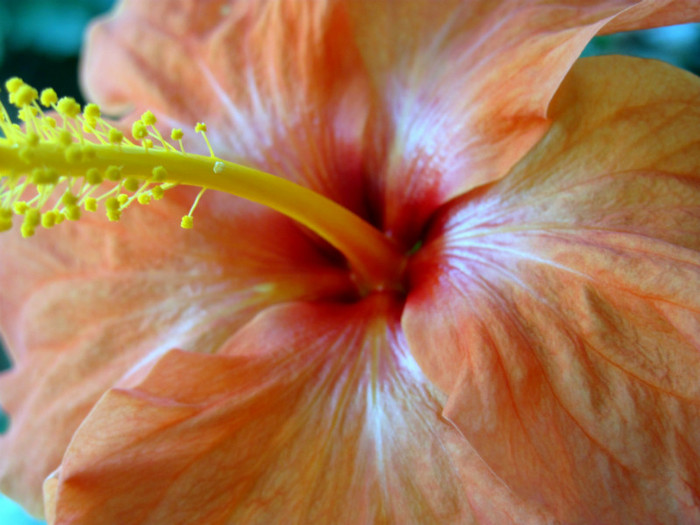 25-02-2012 005 - hibiscus