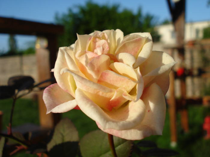 Orange Miniature Rose (2009, May 09)