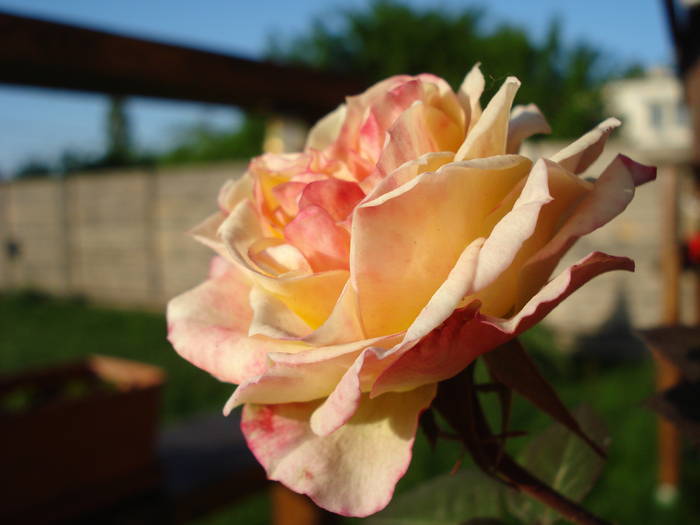 Orange Miniature Rose (2009, May 09) - Miniature Rose Orange