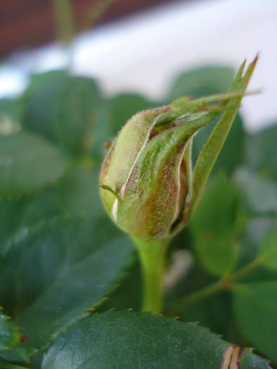 Orange Miniature Rose (2009, May 31)