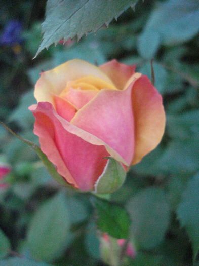 Orange Miniature Rose (2011, Jun.01) - Miniature Rose Orange
