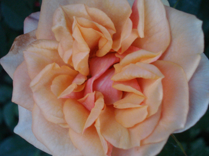 Orange Miniature Rose (2011, Jun.07)