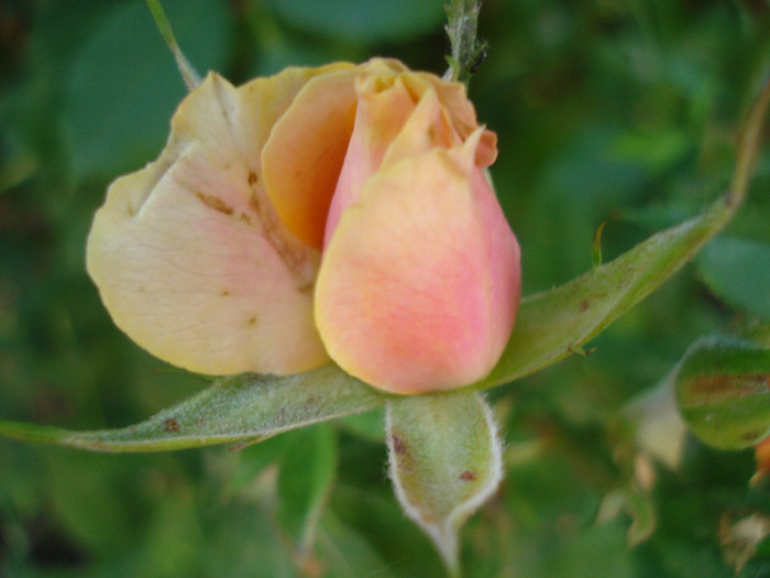 Orange Miniature Rose (2011, Jul.10)