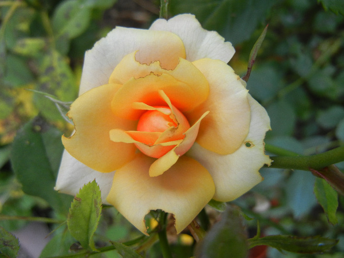 Orange Miniature Rose (2011, Aug.24) - Miniature Rose Orange