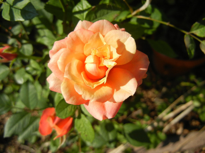 Orange Miniature Rose (2011, Oct.20) - Miniature Rose Orange