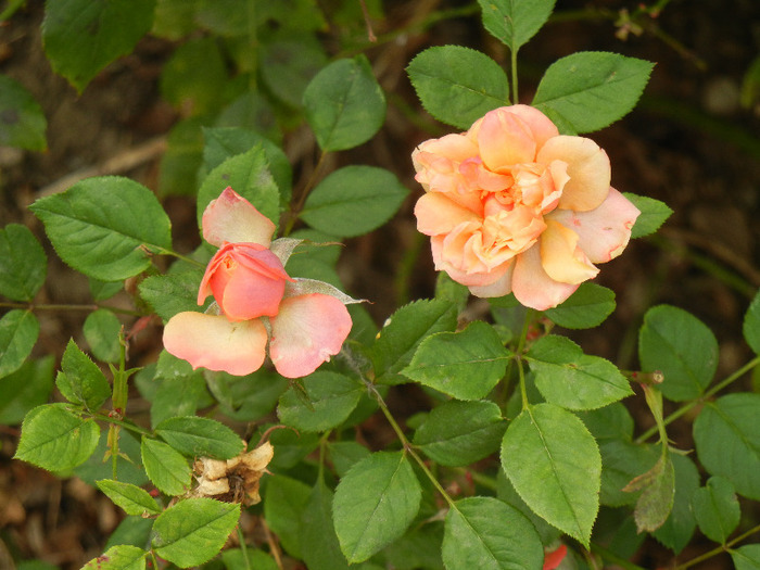 Orange Miniature Rose (2011, Oct.25) - Miniature Rose Orange