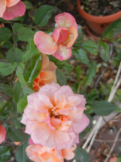 Orange Miniature Rose (2011, Nov.10) - Miniature Rose Orange