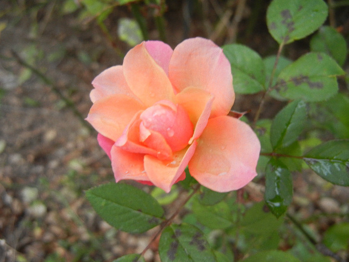 Orange Miniature Rose (2011, Nov.10) - Miniature Rose Orange