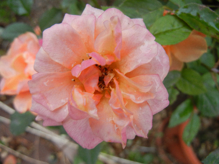 Orange Miniature Rose (2011, Nov.10) - Miniature Rose Orange