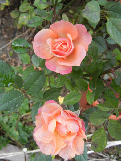 Orange Miniature Rose (2011, Nov.10) - Miniature Rose Orange