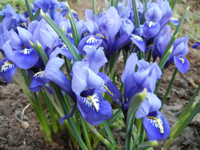 Iris reticulata Blue (2012, March 23) - Iris reticulata Blue