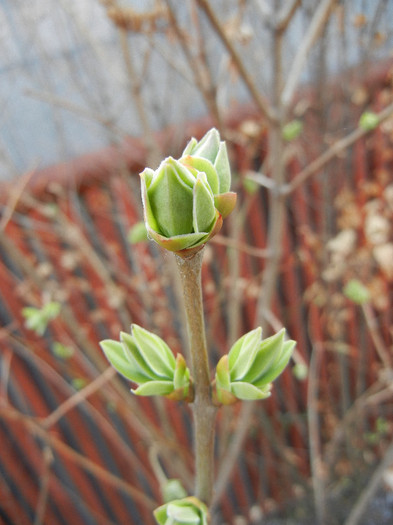Lilac Buds_Syringa (2012, March 24) Lilac Buds_Syringa (2012, March 24)