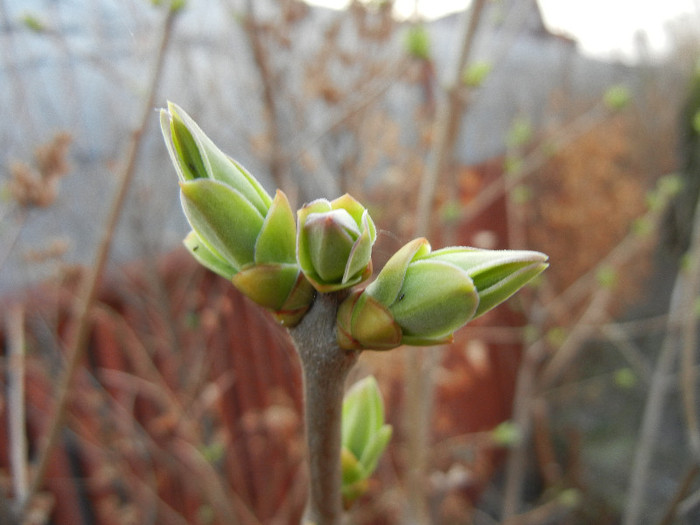 Lilac Buds_Syringa (2012, March 24) Lilac Buds_Syringa (2012, March 24)
