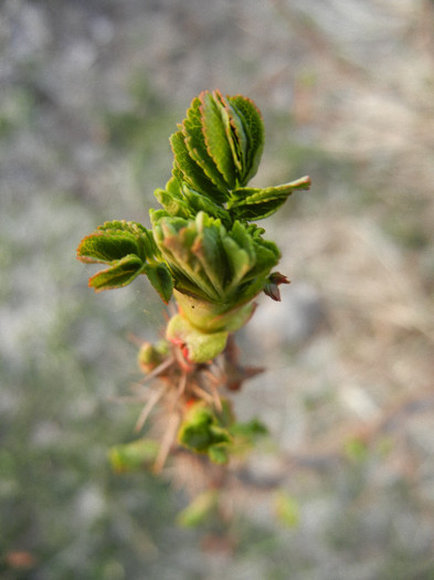 Rosa rugosa (2012, March 24)