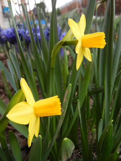 Narcissus Tete-a-Tete (2012, March 24)