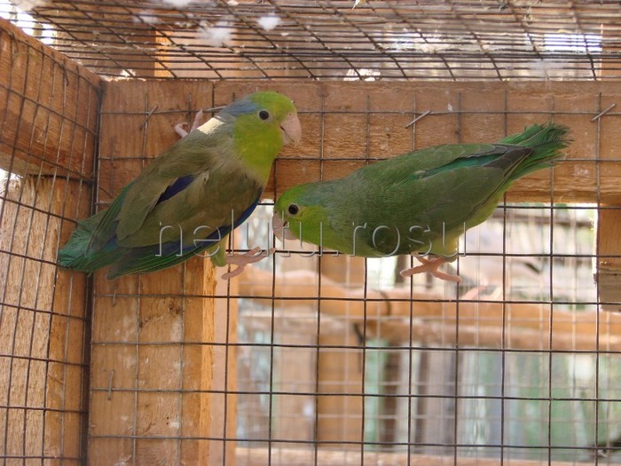 DSC05901 - Micul Celest - Papagalul Vrabie