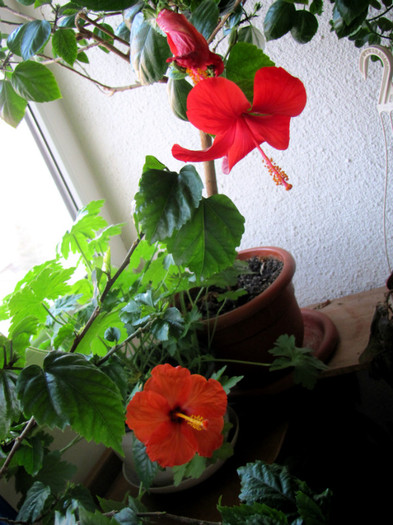 07-03-2012 002 - hibiscus