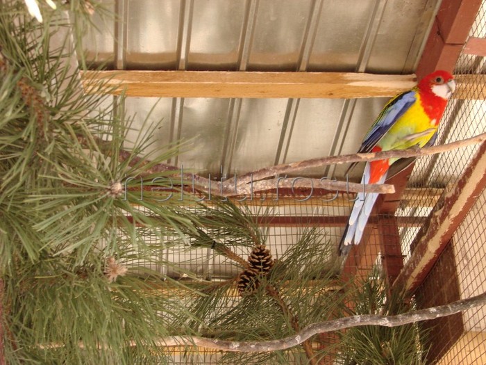 DSC05896 - Rosella