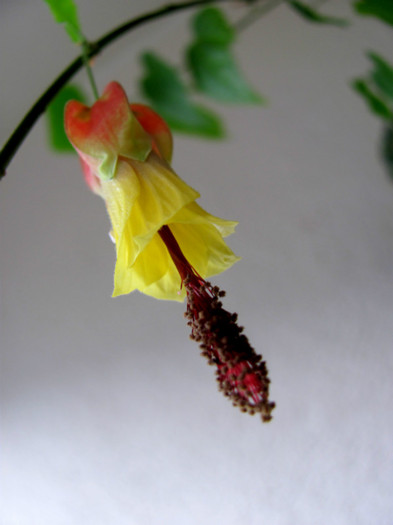 26-03-2012 010 - Abutilon