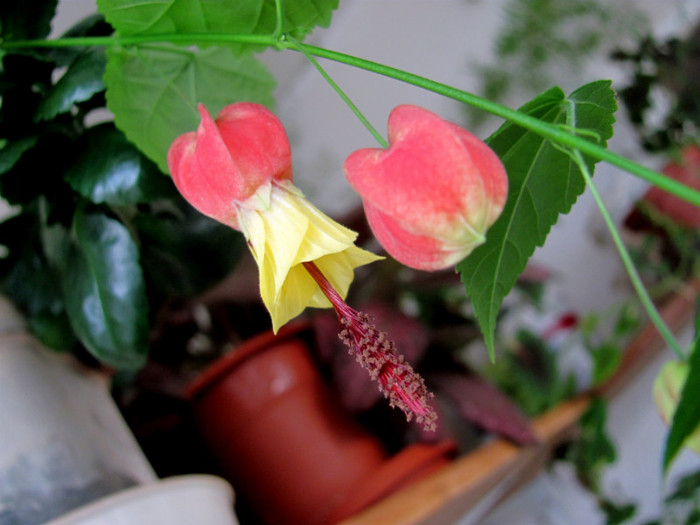 26-03-2012 009 - Abutilon