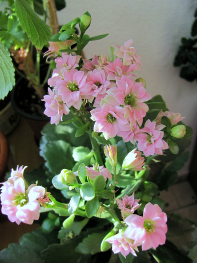 8-01-2012 kalanchoe1