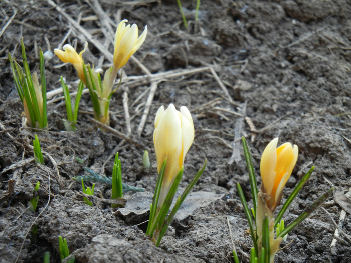 Crocus Cream Beauty (2012, March 23)