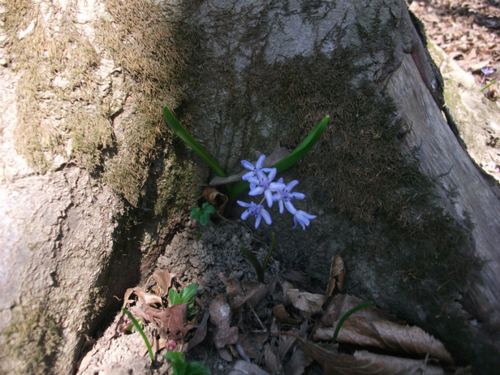 poze 2413 - prin padure